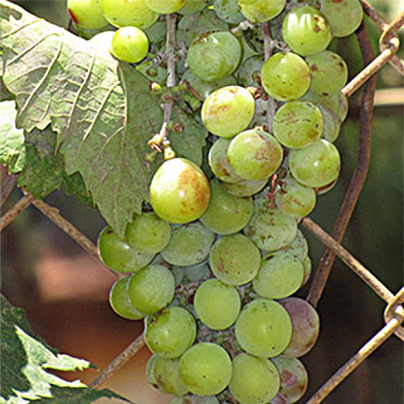 Weinrebe Ampelia Amandin (Harvest)
