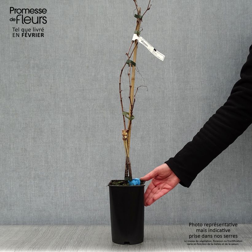 Exemplar von Weinrebe Ampelia Amandin Topf mit 2L/3L wie im Winter geliefert