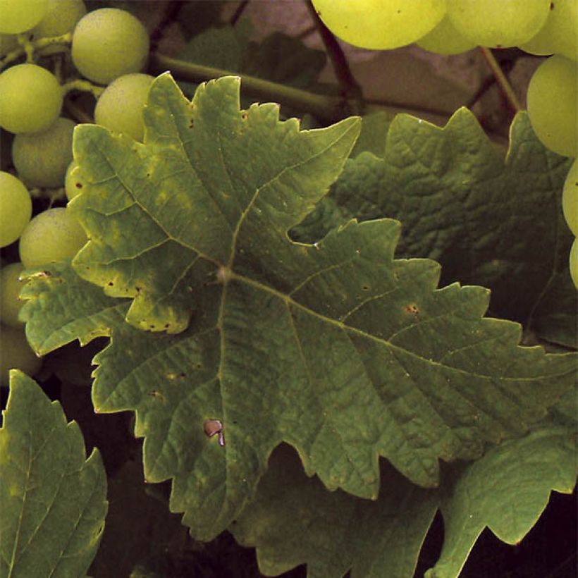 Weinrebe Ampelia Perdin (Foliage)