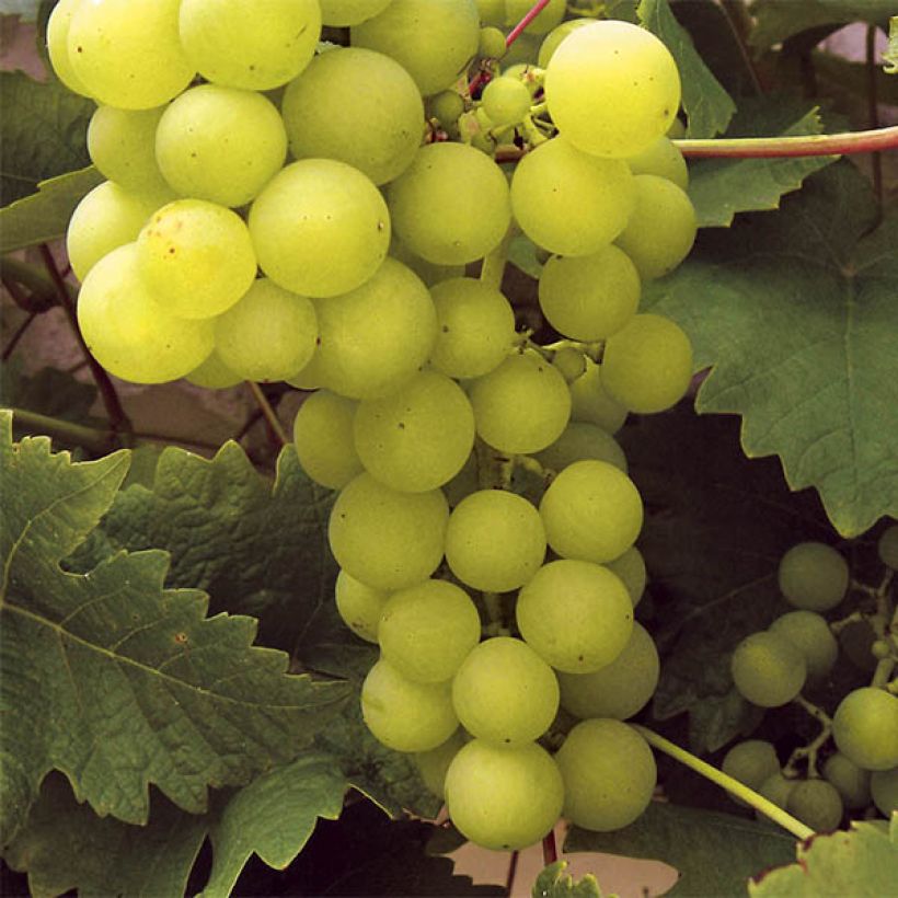 Weinrebe Ampelia Perdin (Harvest)