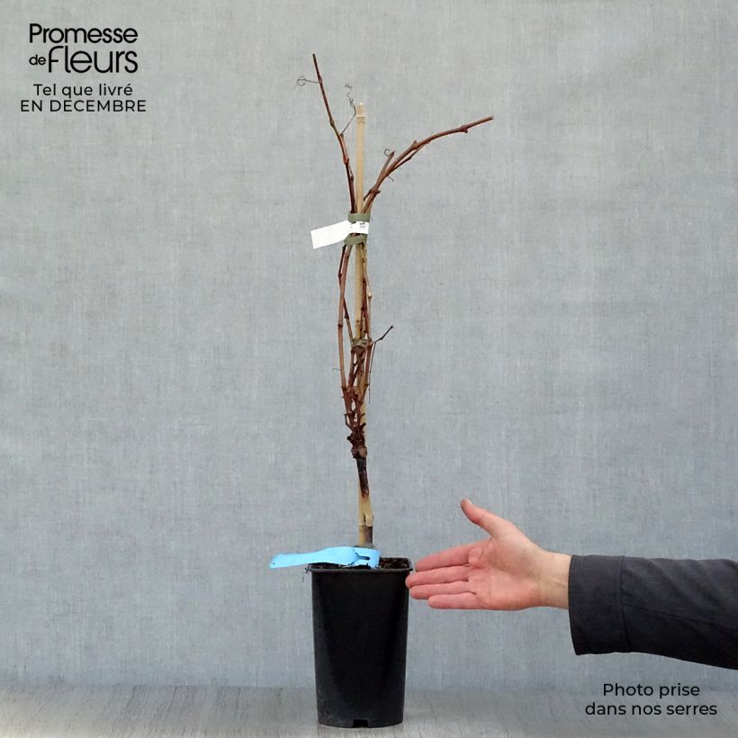 Exemplar von Weinrebe Ampelia Perdin Topf mit 1,5L/2L wie im Winter geliefert