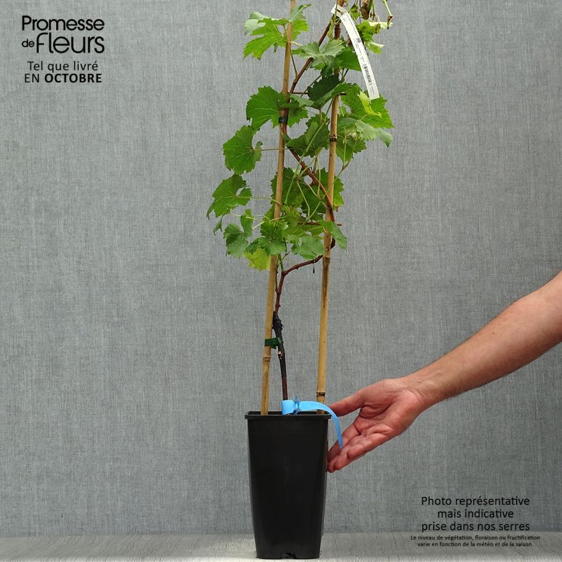 Example of Weinrebe Ampelia Perdin Topf mit 1,5L/2L as you get in automne