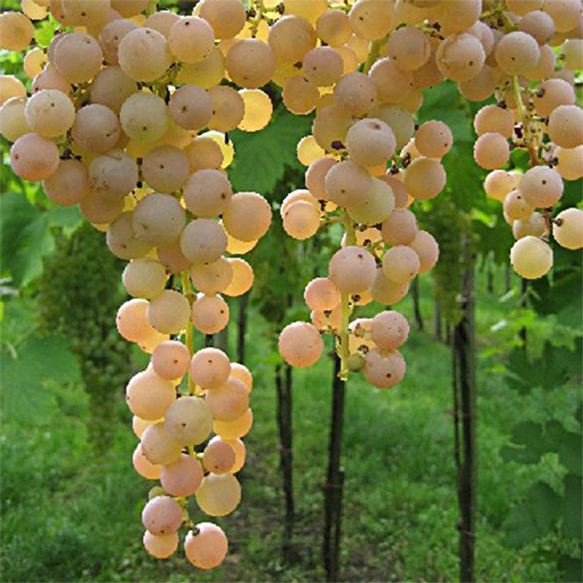 Weinrebe Bianca (Harvest)