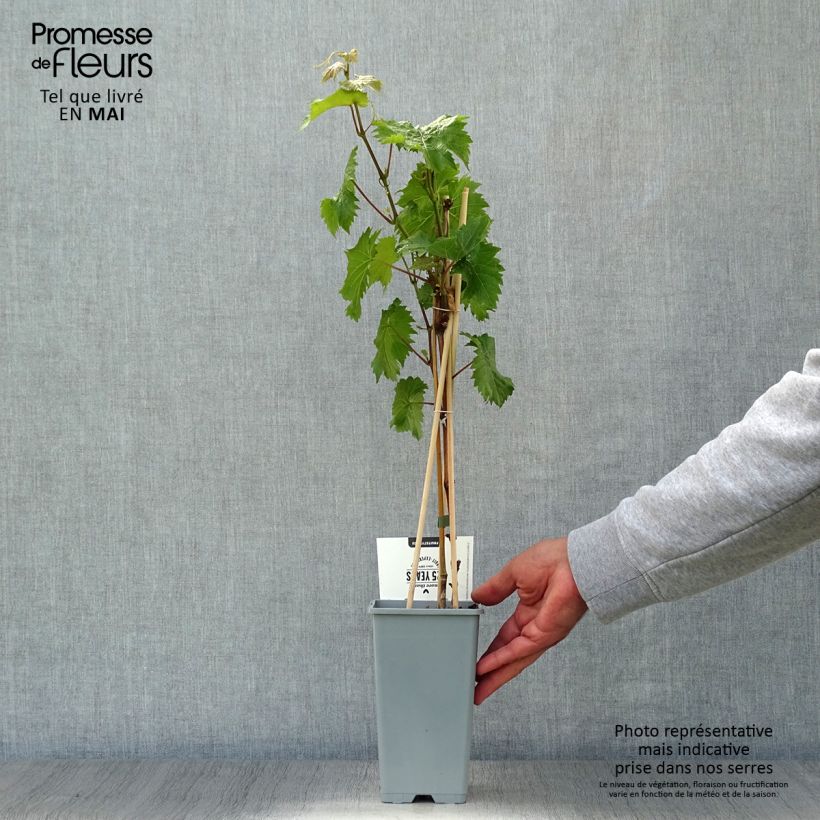 Exemplar von Weinrebe Bianca Topf mit 1,5L/2L wie im Frühjahr geliefert