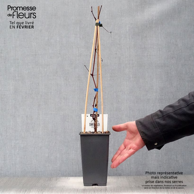 Exemplar von Weinrebe Boskoop Glory Topf mit 1,5L/2L wie im Winter geliefert