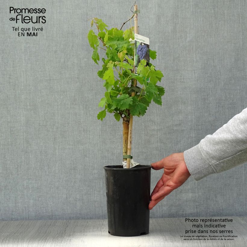 Exemplar von Weinrebe Cabernet Franc Topf mit 2L/3L wie im Frühjahr geliefert