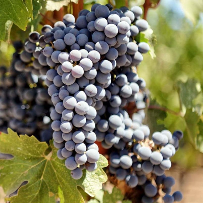 Weinrebe Cabernet Sauvignon (Harvest)