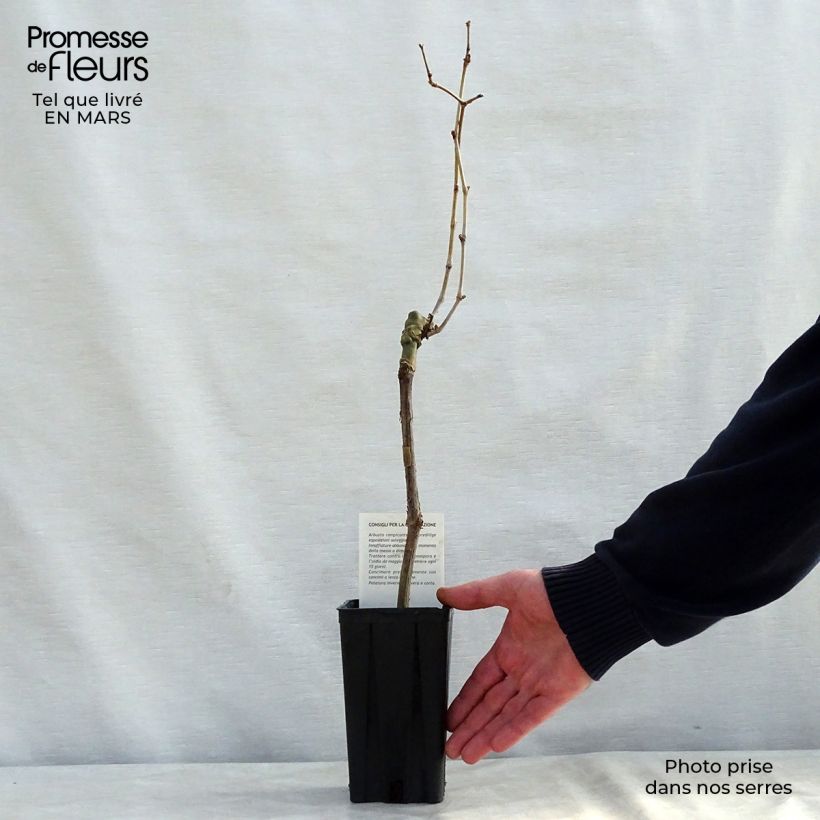 Exemplar von Weinrebe Cabernet Sauvignon Topf mit 1L/1,5L wie im Winter geliefert