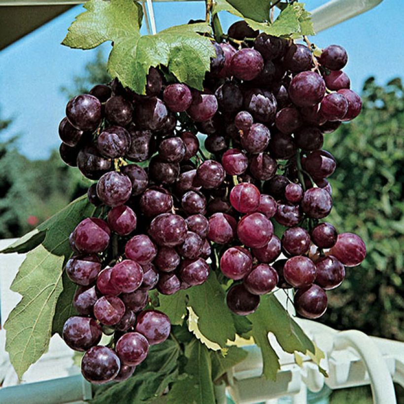 Weinrebe Cardinal (Harvest)