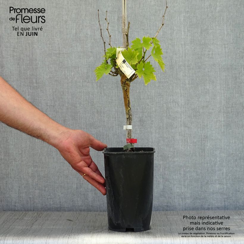 Exemplar von Weinrebe Cardinal Topf mit 1,5L/2L wie im Frühjahr geliefert