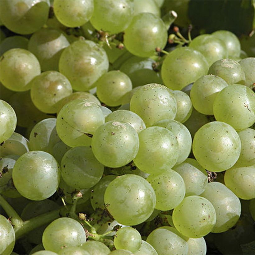 Weinrebe Chardonnay (Flowering)