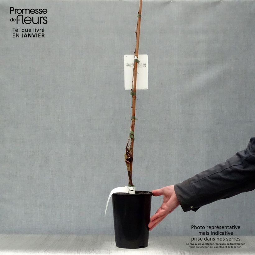 Exemplar von Weinrebe Chardonnay Topf mit 2L/3L wie im Winter geliefert