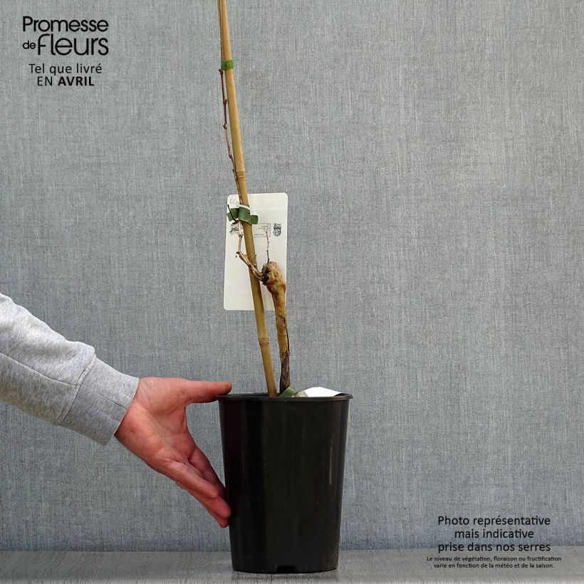 Exemplar von Weinrebe Chardonnay Topf mit 2L/3L wie im Frühjahr geliefert