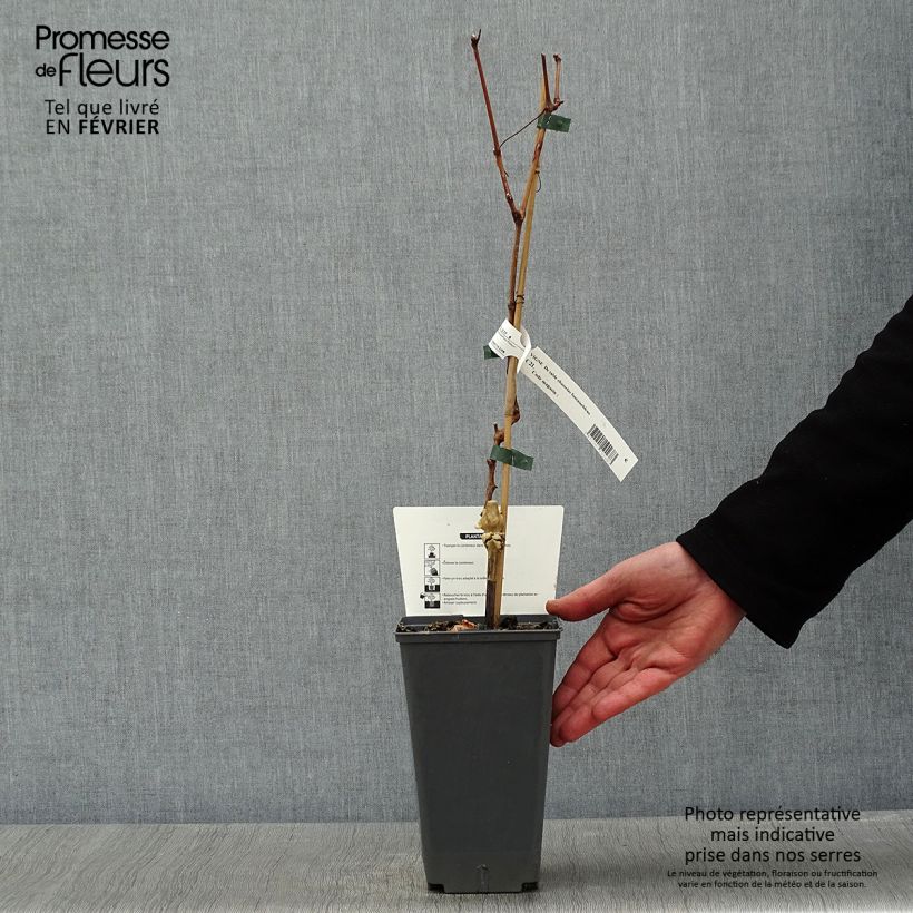 Exemplar von Weinrebe Chasselas De Fontainebleau Topf mit 2L/3L wie im Winter geliefert