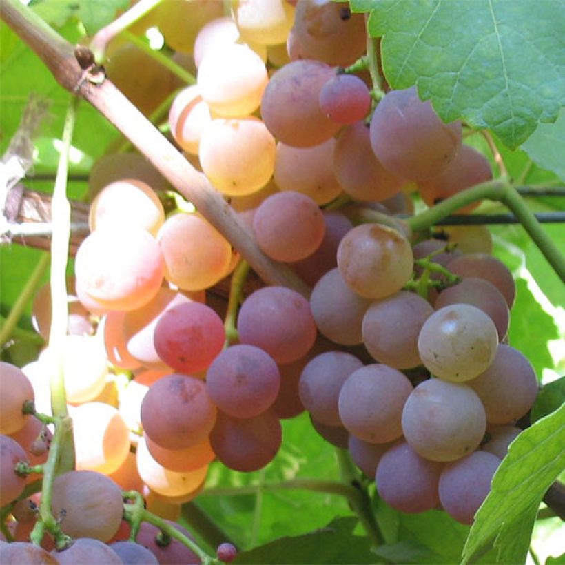 Weinrebe Chasselas rose (Harvest)
