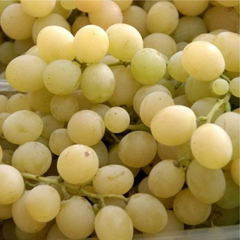 Weinrebe Delizia di Vaprio (Harvest)