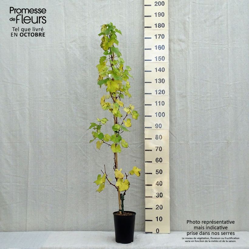 Example of Weinrebe EVITA Topf mit 4L/5L as you get in automne