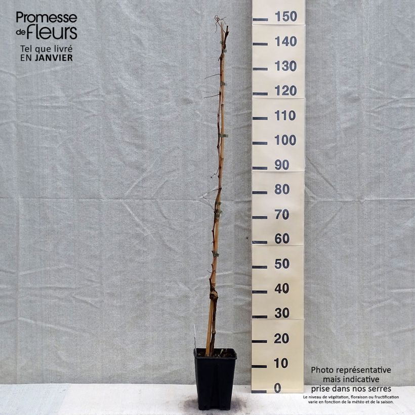 Exemplar von Weinrebe Fragola Nera - Vitis labrusca x vinifera Topf mit 4L/5L wie im Winter geliefert