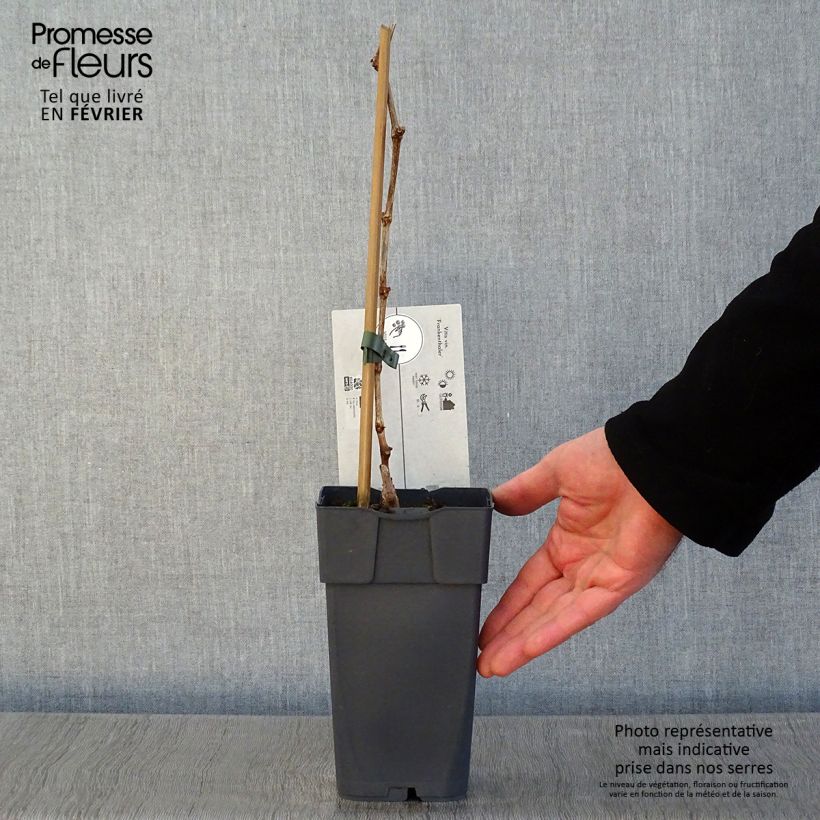 Exemplar von Weinrebe Frankenthaler Topf mit 2L/3L wie im Winter geliefert