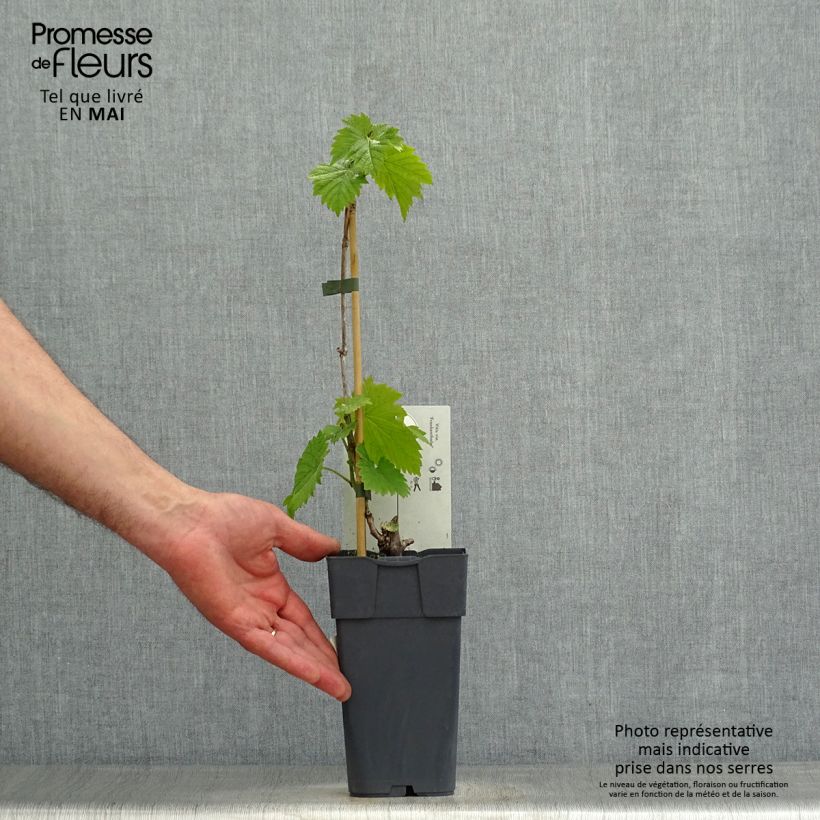 Exemplar von Weinrebe Frankenthaler Topf mit 2L/3L wie im Frühjahr geliefert