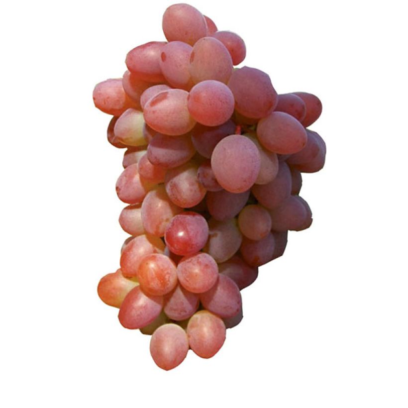 Weinrebe Katharina (Harvest)