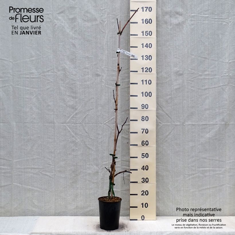 Example of Weinrebe Katharina Topf mit 4L/5L as you get in hiver