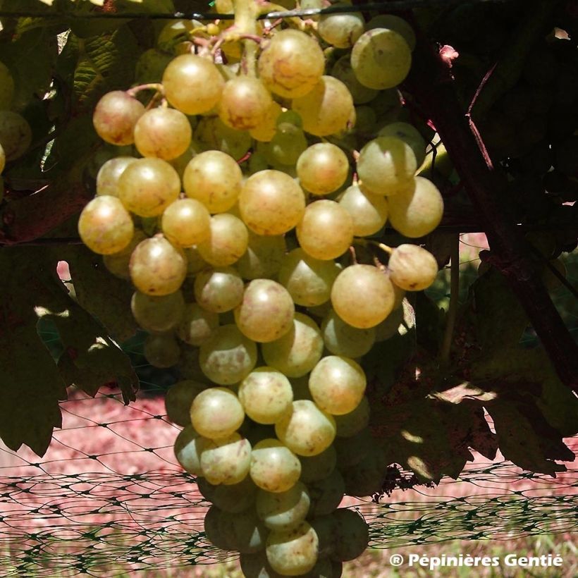 Weinrebe Madeleine Royale (Harvest)