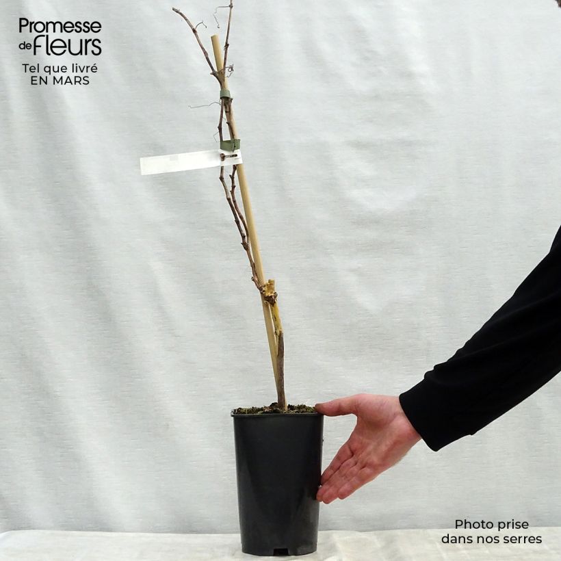 Exemplar von Weinrebe Madeleine Royale Topf mit 2L/3L wie im Frühjahr geliefert