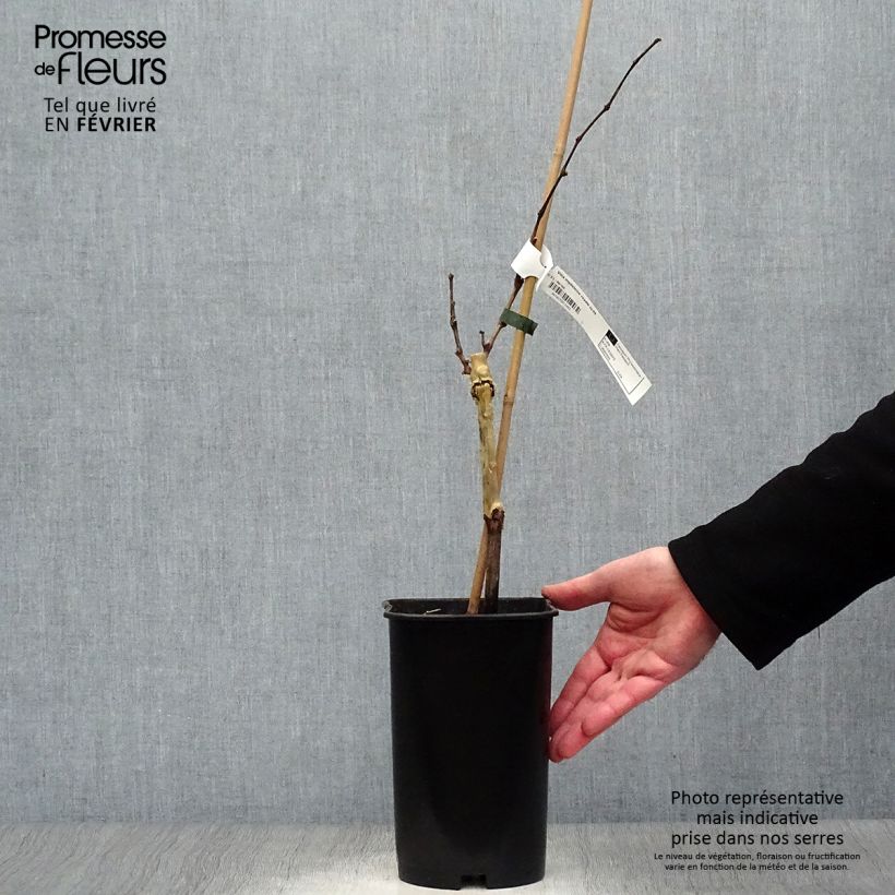 Exemplar von Weinrebe Madeleine Royale Topf mit 2L/3L wie im Winter geliefert