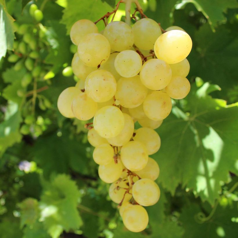 Weinrebe Matilde (Harvest)