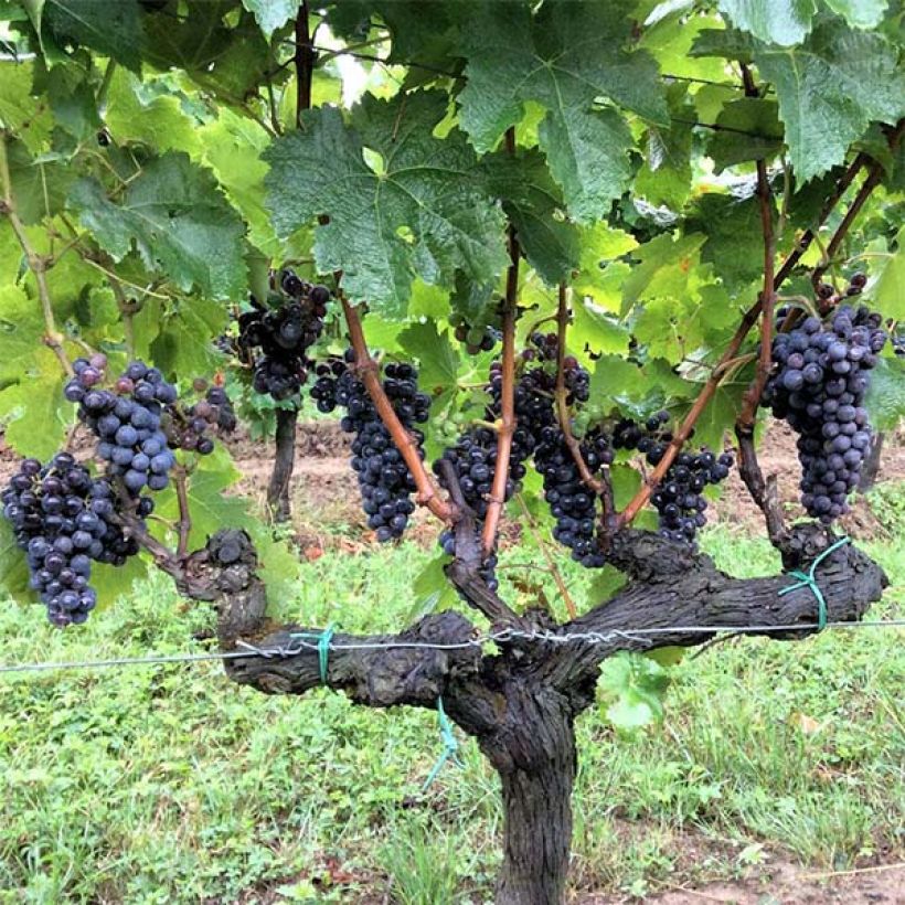Weinrebe Merlot (Plant habit)