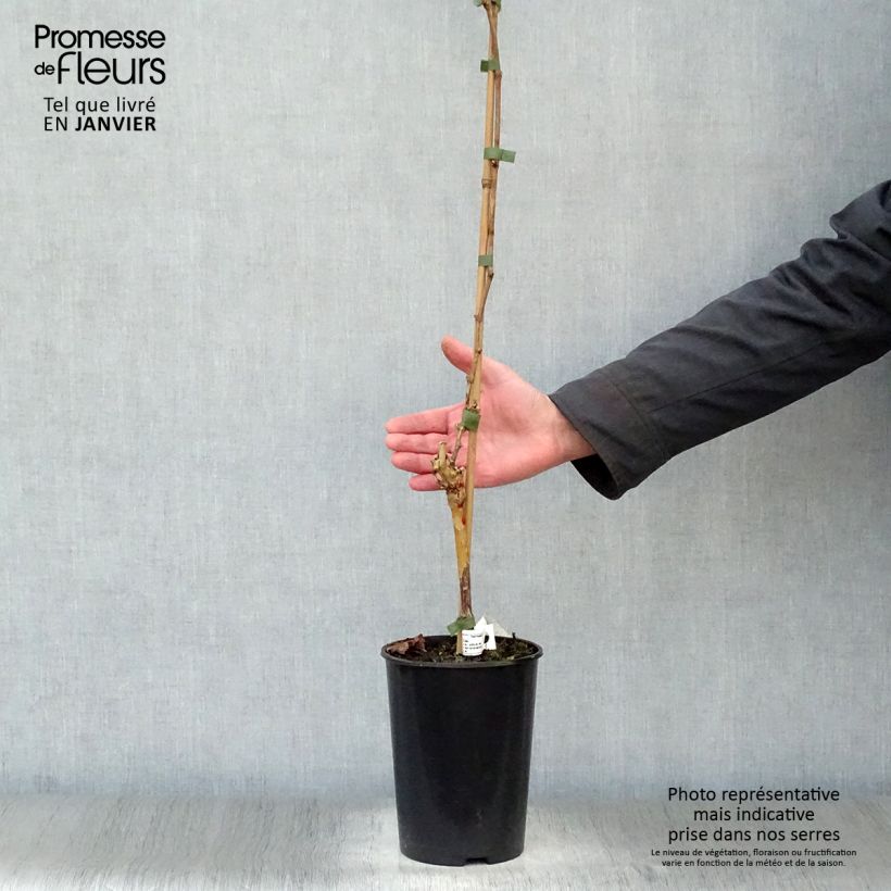 Exemplar von Weinrebe Merlot Topf mit 2L/3L wie im Winter geliefert