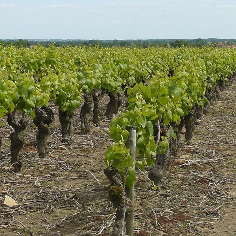 Weinrebe Muscat d'Alexandrie (Plant habit)