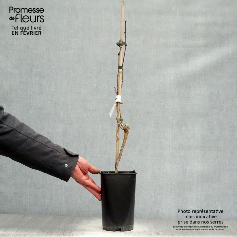 Exemplar von Weinrebe Muscat Blanc à Petits Grains Topf mit 2L/3L wie im Winter geliefert