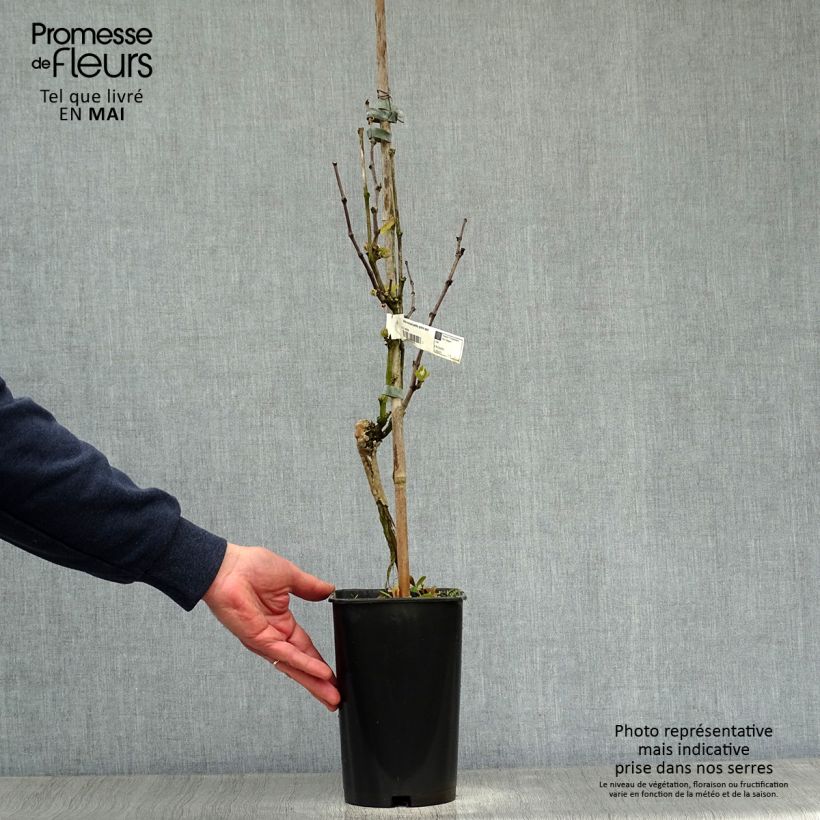 Exemplar von Weinrebe Muscat Blanc à Petits Grains Topf mit 2L/3L wie im Frühjahr geliefert