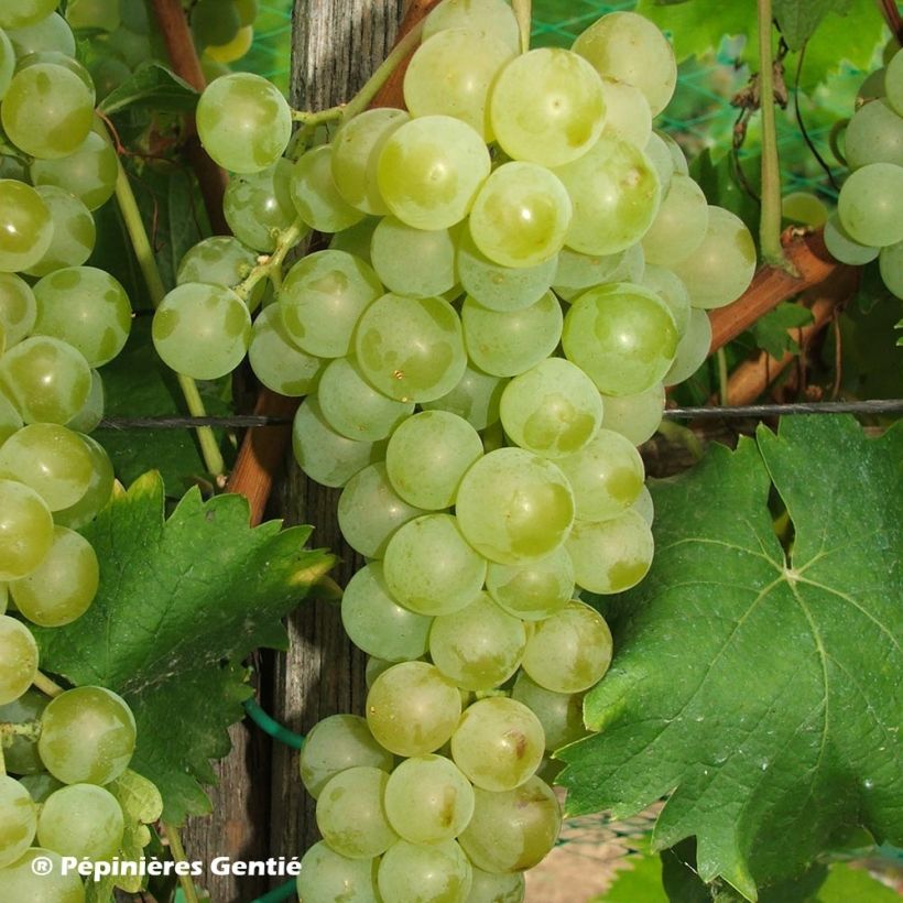 Weinrebe Muscat Blanc à Petits Grains (Harvest)