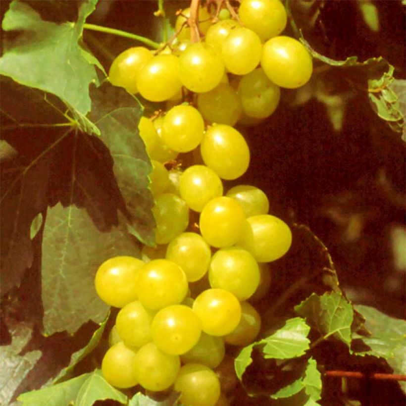 Weinrebe Muscat d'Alexandrie (Harvest)