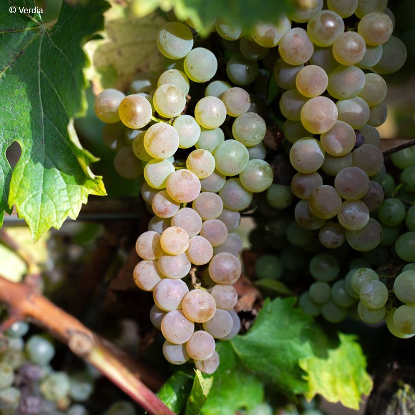 Weinrebe Nathy-Sauvignac Vign'Happy Fruitality (Harvest)