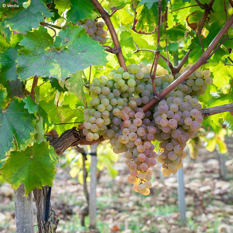 Weinrebe Nathy-Sauvignac Vign'Happy Fruitality (Plant habit)