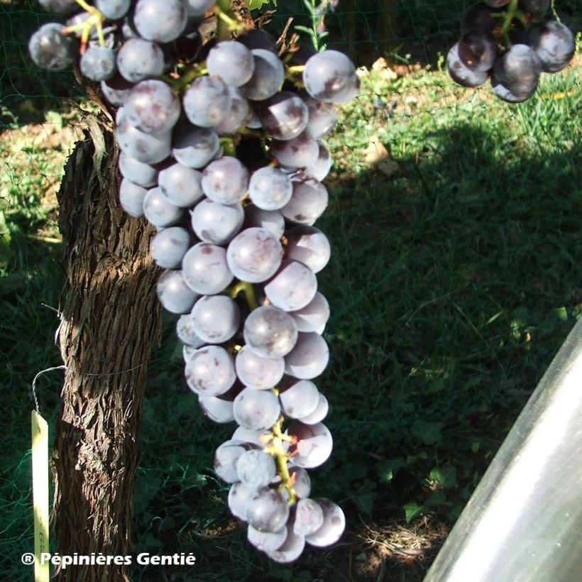 Weinrebe Noir Hâtif de Marseille (Harvest)