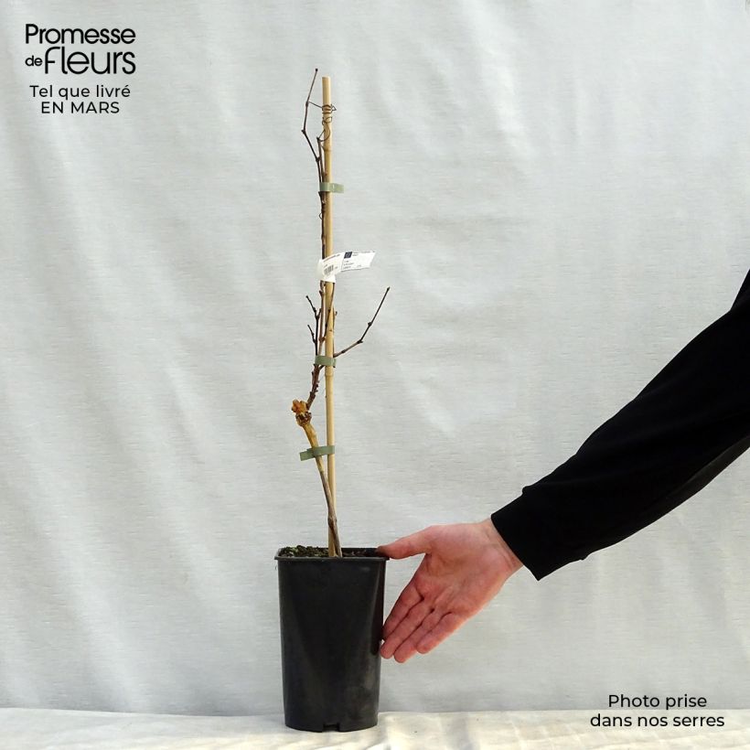 Exemplar von Weinrebe Noir Hâtif de Marseille Topf mit 2L/3L wie im Frühjahr geliefert