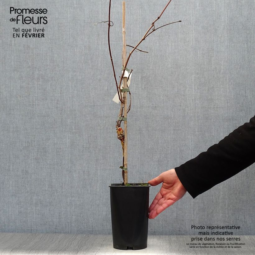 Exemplar von Weinrebe Noir Hâtif de Marseille Topf mit 2L/3L wie im Winter geliefert