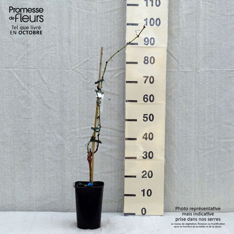 Example of Weinrebe Ora ZPd4 Topf mit 2L/3L as you get in automne