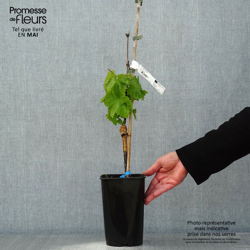 Exemplar von Weinrebe Ora ZPd4 Topf mit 2L/3L wie im Frühjahr geliefert