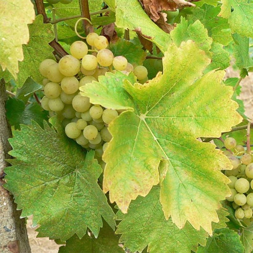Weinrebe Perle de Csaba (Harvest)