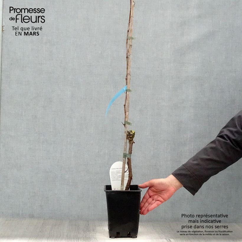 Exemplar von Weinrebe Perle de Csaba Topf mit 1,5L/2L wie im Frühjahr geliefert