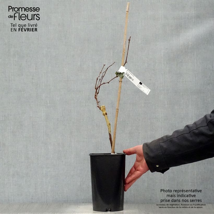 Exemplar von Weinrebe Perlette Topf mit 2L/3L wie im Winter geliefert