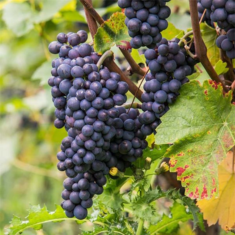 Weinrebe Pinot Noir (Harvest)