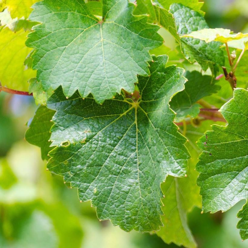 Weinrebe Riesling (Foliage)