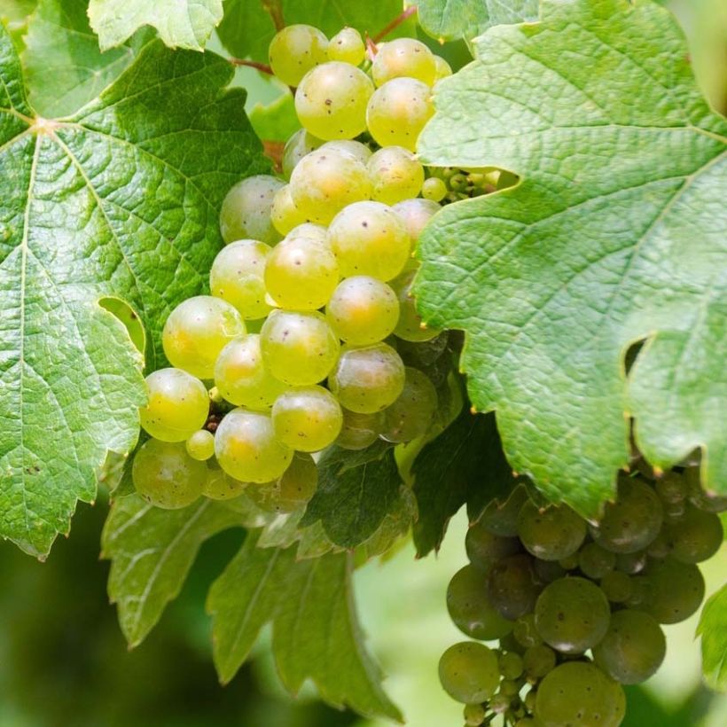 Weinrebe Riesling (Harvest)
